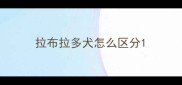 拉布拉多犬怎么区分
