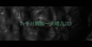 六个月狗狗一天喂几次