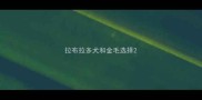 拉布拉多犬和金毛选择