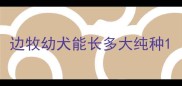 边牧幼犬能长多大纯种