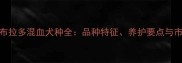 黑色拉布拉多混血犬种全品种特征养护要点与市场行情