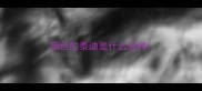 黑色的泰迪是什么品种