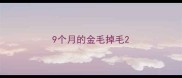 9个月的金毛掉毛