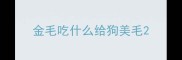 金毛吃什么给狗美毛