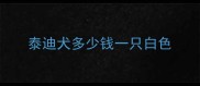 泰迪犬多少钱一只白色