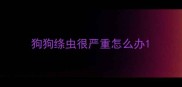 狗狗绦虫很严重怎么办