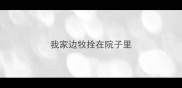 我家边牧拴在院子里