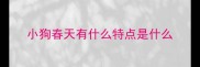 小狗春天有什么特点是什么