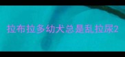 拉布拉多幼犬总是乱拉尿