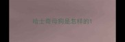 哈士奇母狗是怎样的