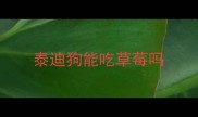 泰迪狗能吃草莓吗