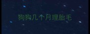狗狗几个月理胎毛