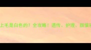 哈士奇背上毛是白色的全攻略遗传护理颜值密码大公开