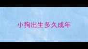 小狗出生多久成年