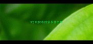 3个月拉布拉多长什么样