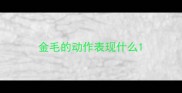 金毛的动作表现什么