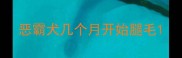 恶霸犬几个月开始腿毛