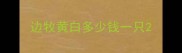 边牧黄白多少钱一只