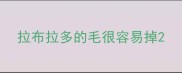 拉布拉多的毛很容易掉