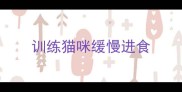 训练猫咪缓慢进食