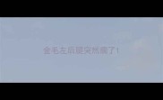 金毛左后腿突然瘸了