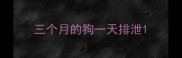 三个月的狗一天排泄