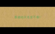 泰迪幼犬毛发不卷
