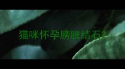 猫咪怀孕膀胱结石