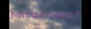 狗狗知道自己被送走了
