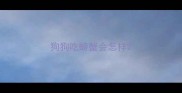 狗狗吃螃蟹会怎样