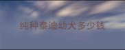 纯种泰迪幼犬多少钱