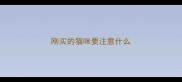 刚买的猫咪要注意什么
