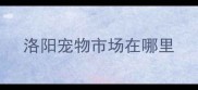 洛阳宠物市场在哪里