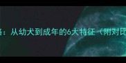 哈士奇体型判断全攻略从幼犬到成年的6大特征附对比图认证养宠指南