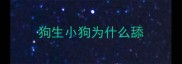 狗生小狗为什么舔