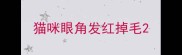 猫咪眼角发红掉毛