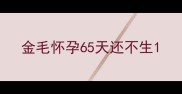 金毛怀孕65天还不生