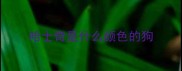 哈士奇是什么颜色的狗