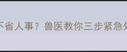 哈士奇拉肚子三天不省人事兽医教你三步紧急处理法附自救指南