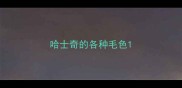 哈士奇的各种毛色