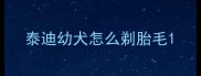 泰迪幼犬怎么剃胎毛