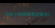 边牧小狗眼睛周边掉毛