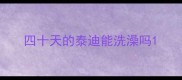 四十天的泰迪能洗澡吗
