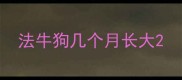 法牛狗几个月长大