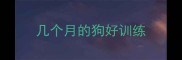 几个月的狗好训练