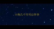 小狗几个月可以怀孕