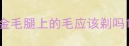 金毛腿上的毛应该剃吗