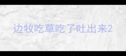 边牧吃草吃了吐出来