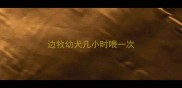 边牧幼犬几小时喂一次