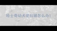 哈士奇幼犬爱拉稀怎么办